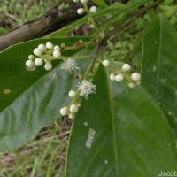 Symplocos acuminata (Blume) Miq.